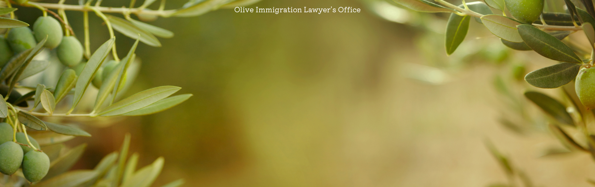 Olive行政書士事務所